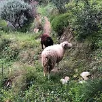 Domek alpejski La Vue Nicea